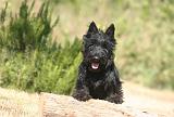SCOTTISH TERRIER 222